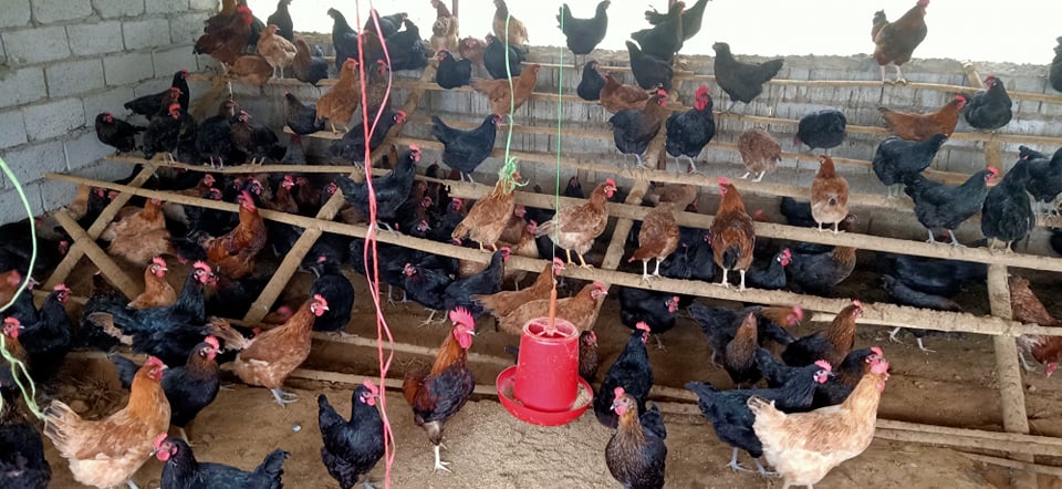 विदेशबाट फर्किएर गाउँमै लगानी, कुखरा फार्मबाट राम्रो आम्दानी