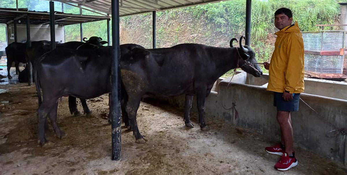 स्याङ्जाका तीन नगरपालिकामा भैंसी जोन विकास कार्यक्रम