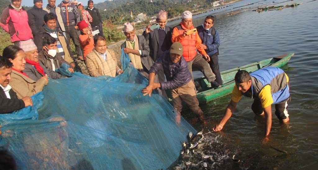 महानगरको अनुदानमा फेवातालमा एक लाख माछाको भुरा छाडियो