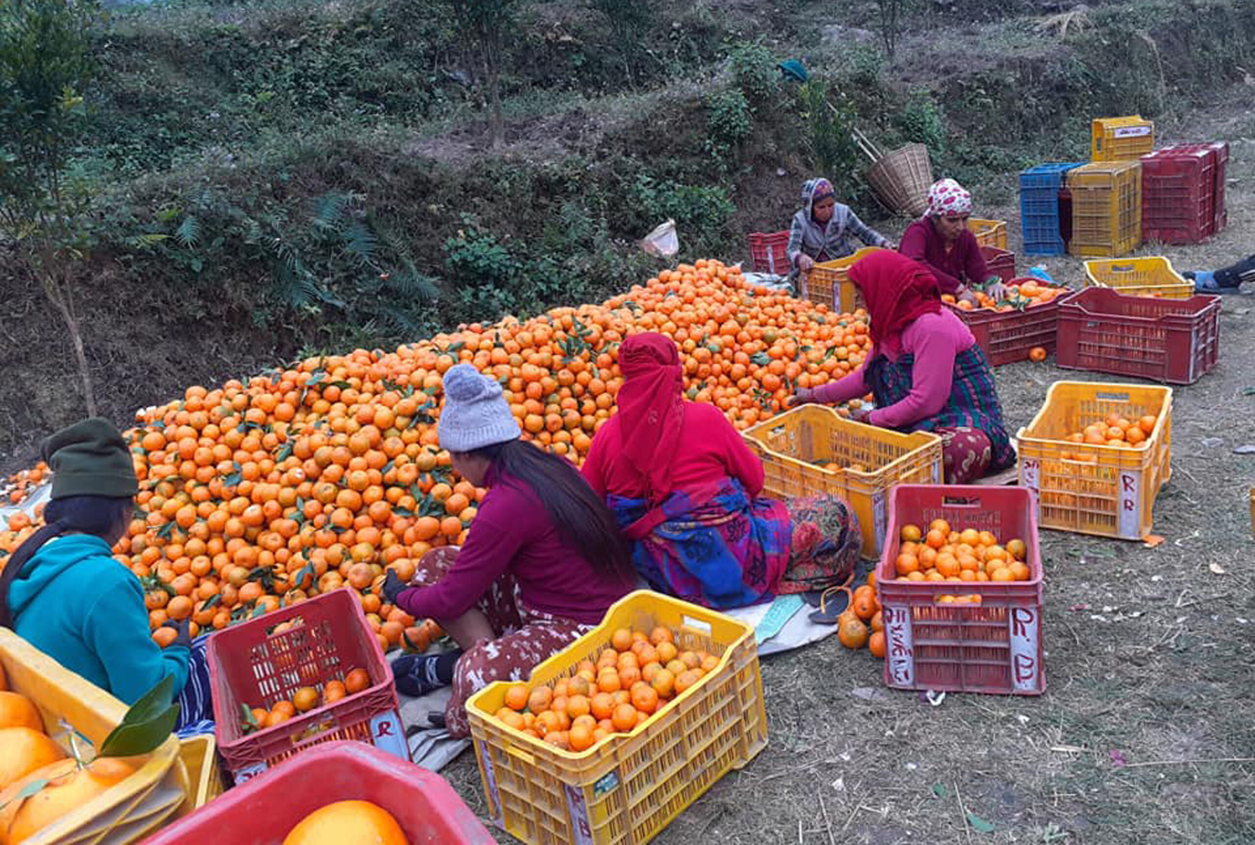 सुन्तला बेचेर नाम्सीकोटका किसान मालामाल !