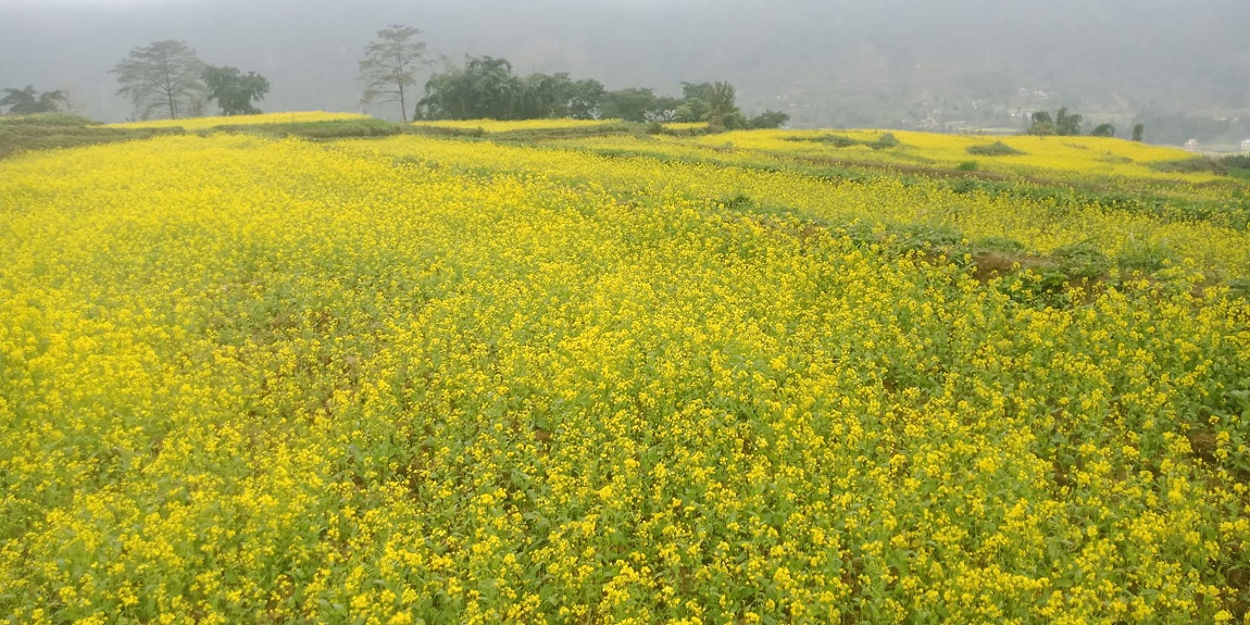 क्या ! राम्रो तोरीबारी