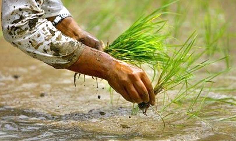 मध्य असारसम्म बागलुङमा २० प्रतिशत धान रोपाई