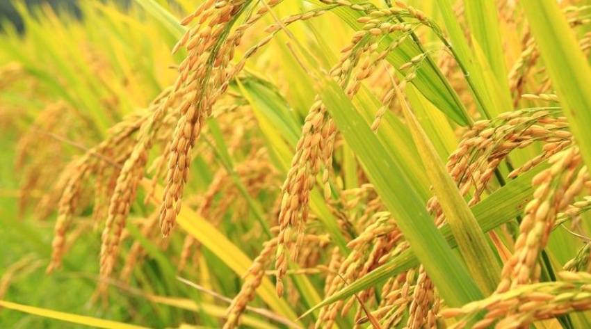 धानबालीमा किराको प्रकोप