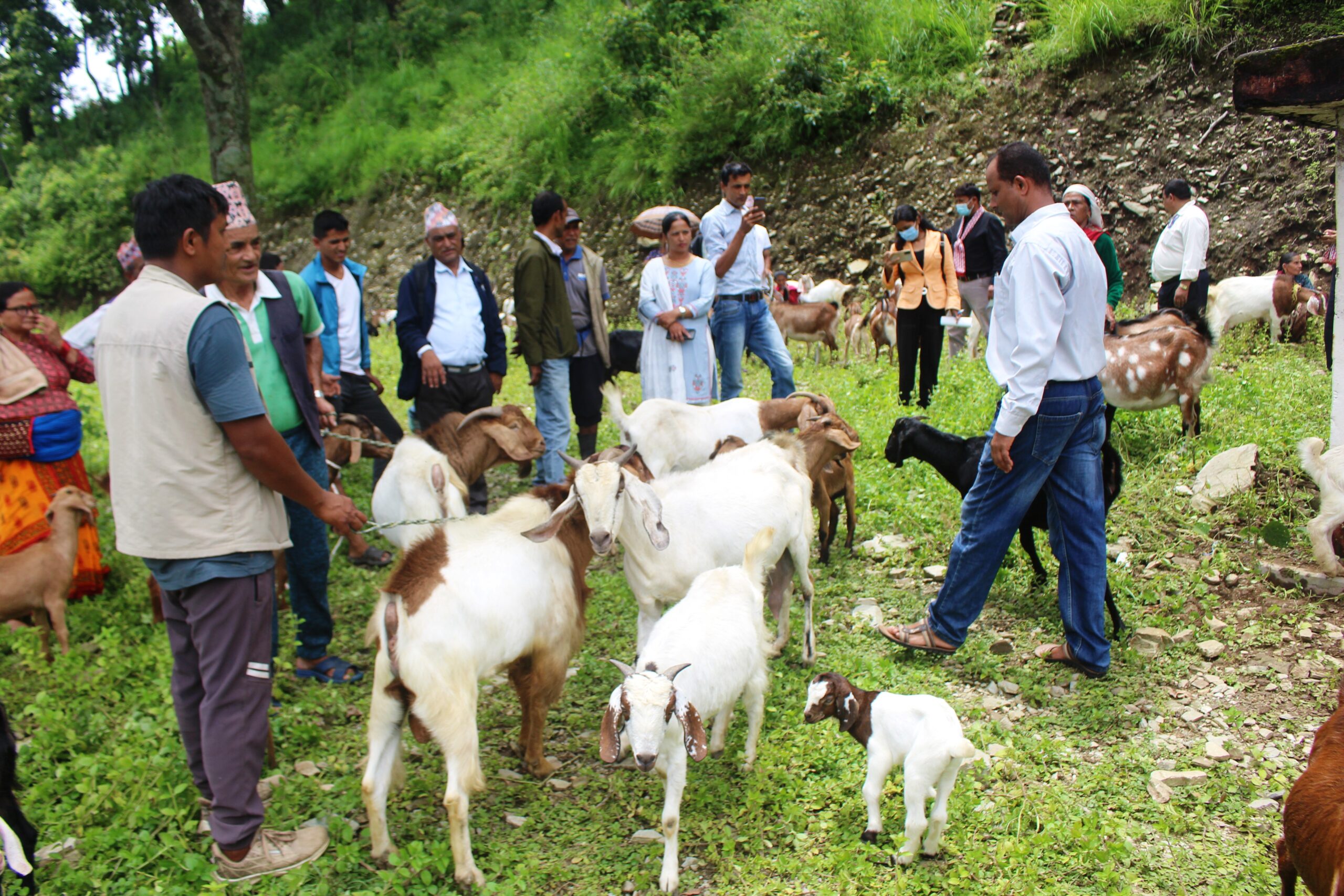 पोखरामा मेयरमैत्री बाख्रापालन प्याकेज : किसानलाई २० लाख अनुदान