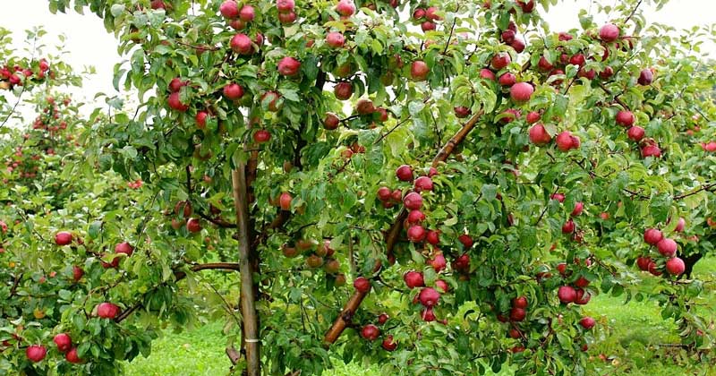 मुस्ताङबाट यसवर्ष ५० करोडको स्याउ निकासी