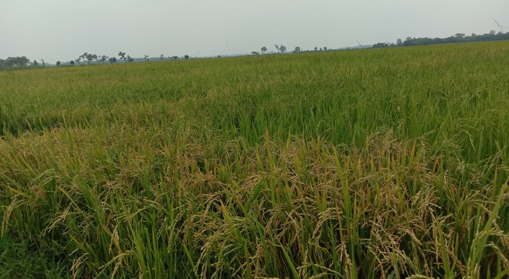 बलेवामा धान छेदन मिति घोषणा