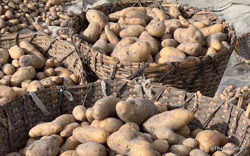 मुस्ताङमा ९ हजार ६ सय मेट्रिकटनभन्दा बढी आलु उत्पादन