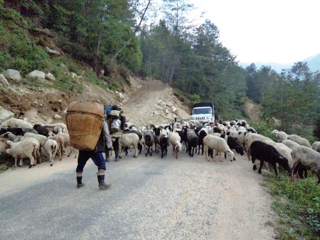 न्यानो खोज्दै चौरी र भेडीगोठ बेसीतिर