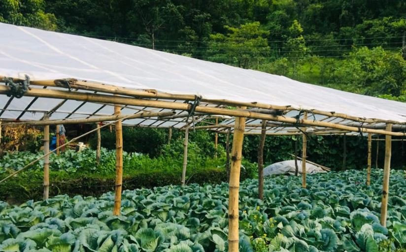 सुन्तला र बेमौसमी तरकारी खेतीका लागि २० लाख बजेट