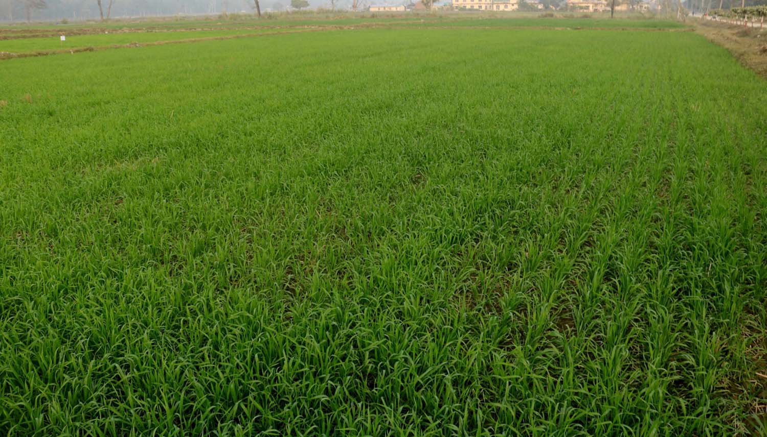 खडेरीले गहुँ सुक्न थालेपछि कृषक चिन्तित