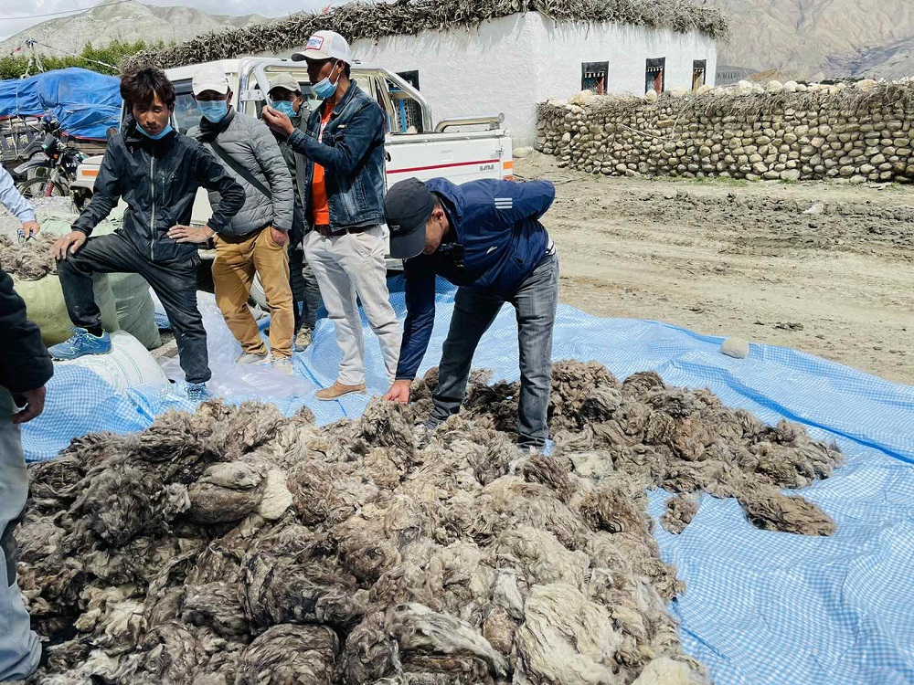 गुणस्तर अध्ययन गर्न च्याङ्ग्राको भुवा नुमना संकलन