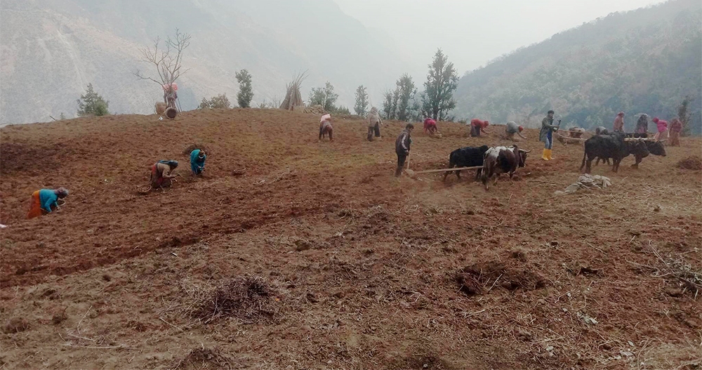 धवलागिरीको मरेनी र बुल आलु पकेटक्षेत्र