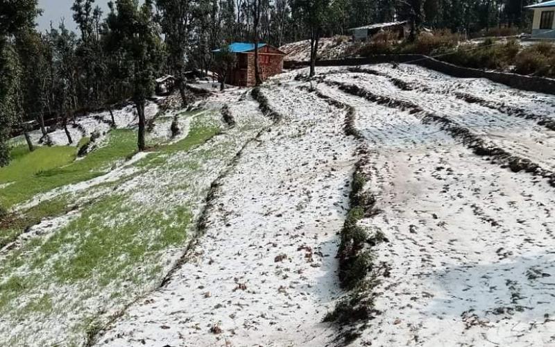 असिनापानीले बाली नष्ट हुँदा किसान निराश