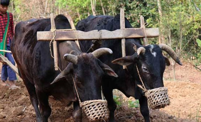 यान्त्रिकीकरणले हलगोरु पाल्ने प्रचलन हराउँदै