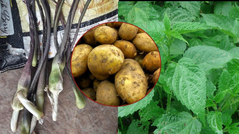 पहिचान बन्दै सिस्नो, बाँको र आलु