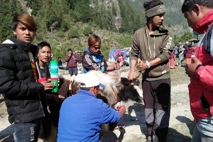 मुस्ताङमा चौँरीको आलो रगत पिउनेको भीड