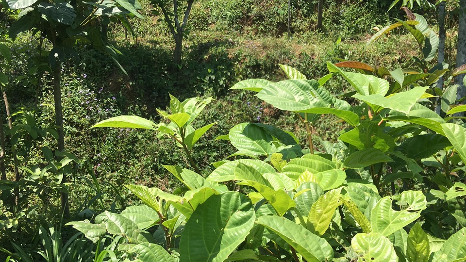 बाख्रापालक किसानलाई घाँसको बीउ र औषधि वितरण