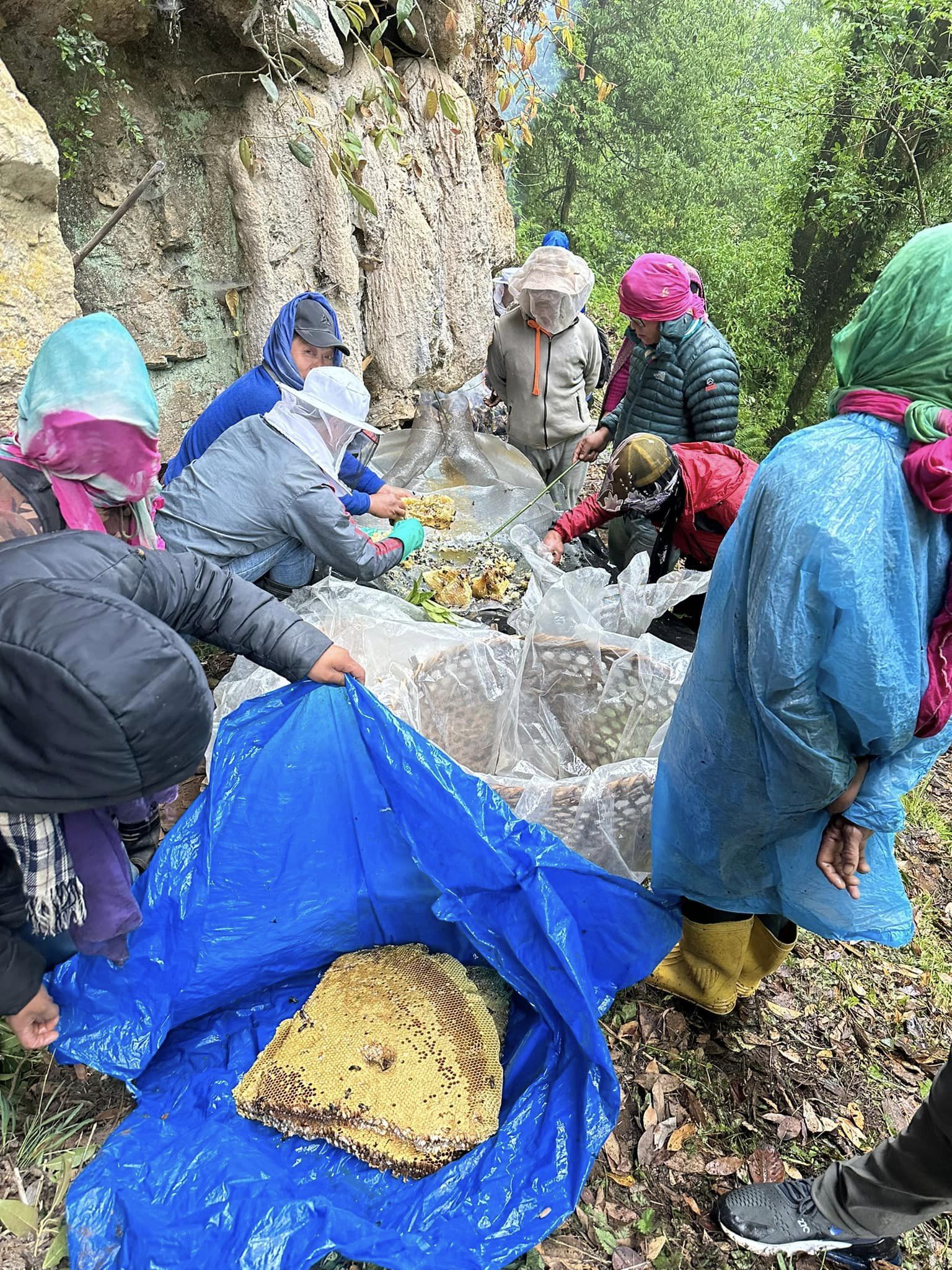 ताराखोलामा भीर माहुरीको मह काढ्न सुरु