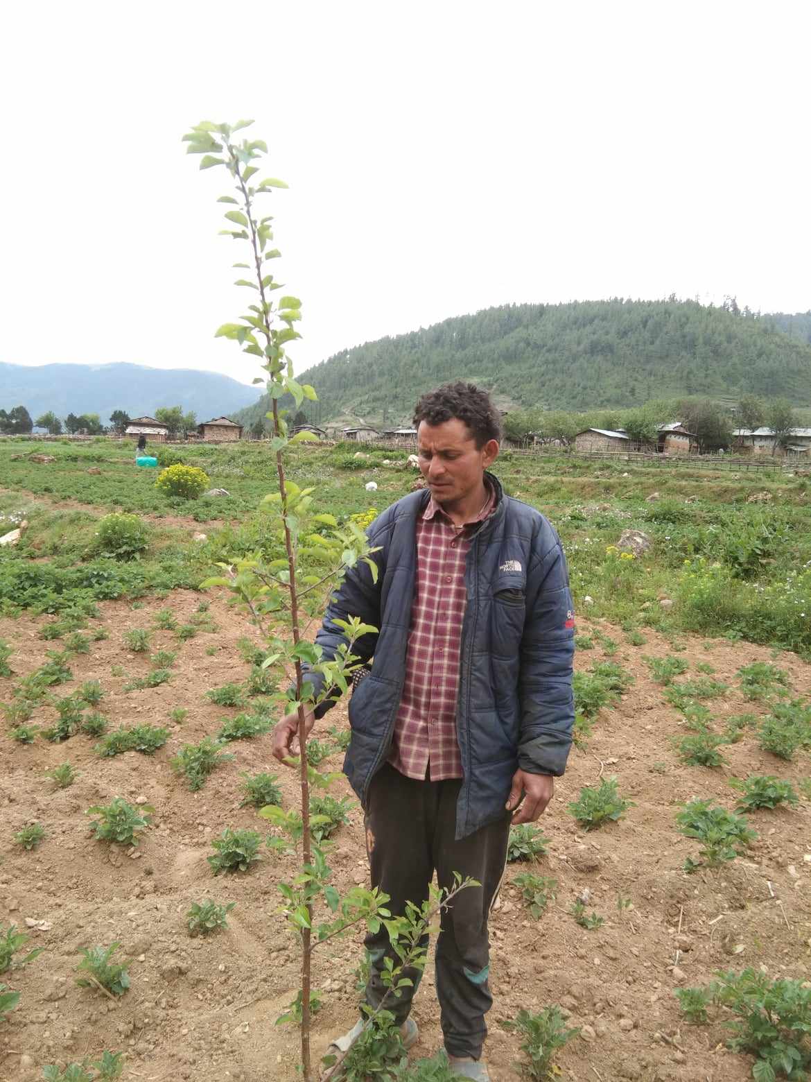 ढोरपाटनमा रोपियो मुस्ताङी स्याउका १२ सय बिरुवा