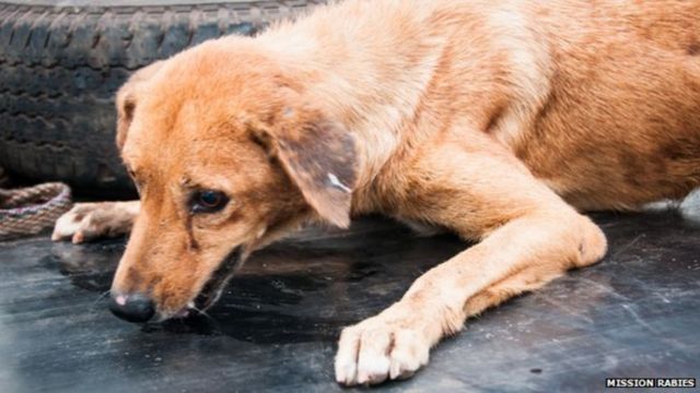 घरपालुवा कुकुरबाट पनि रेबिज रोग सर्ने खतरा