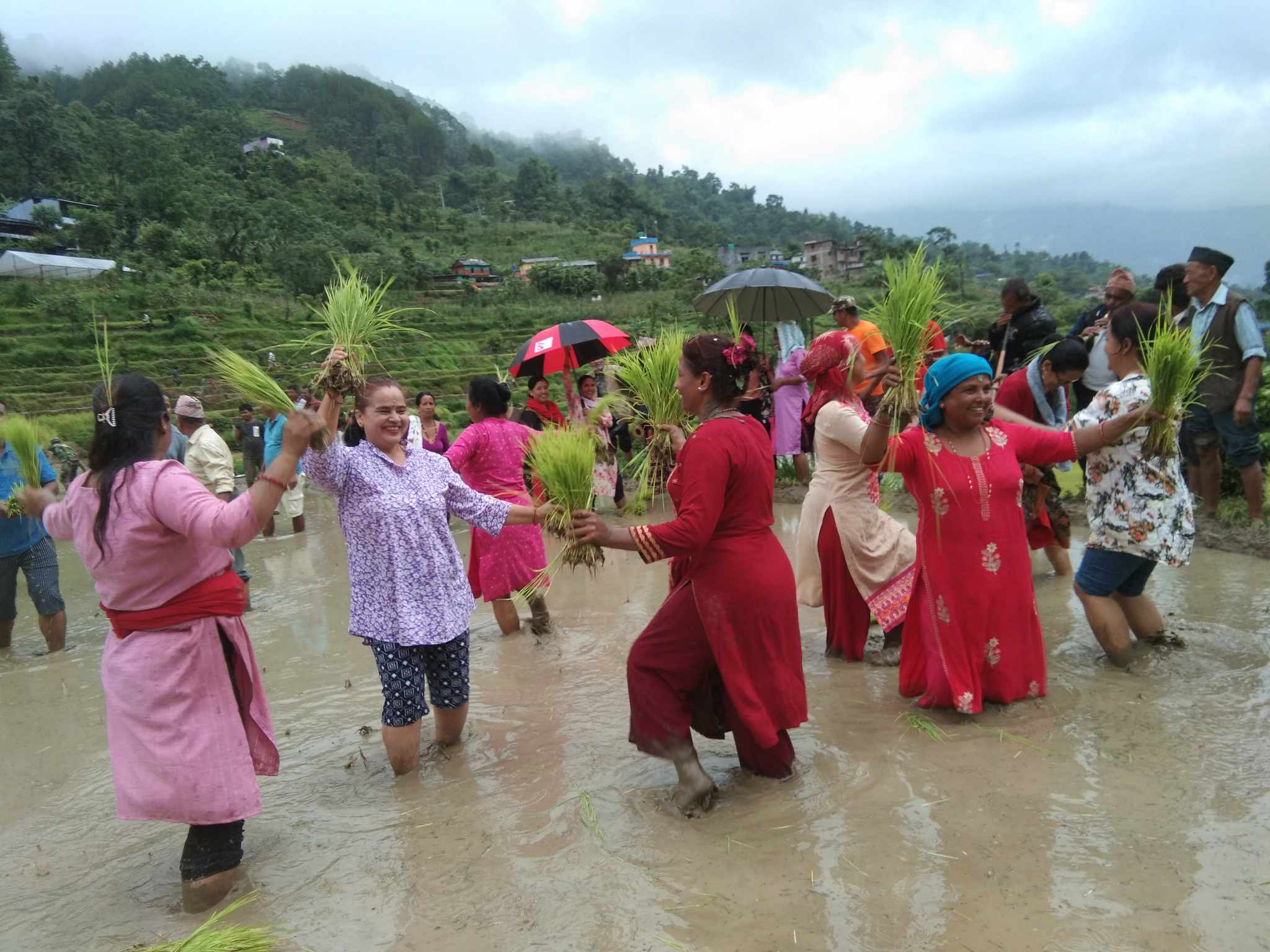 असार सकिँदा ६५ प्रतिशत मात्रै रोपाई