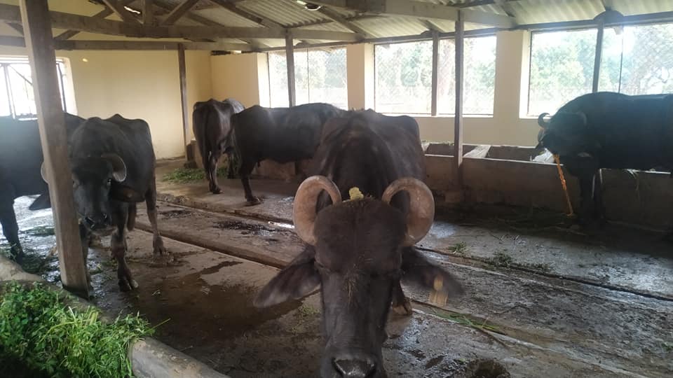 भकारो सुधारका लागि ८ लाख अनुदान