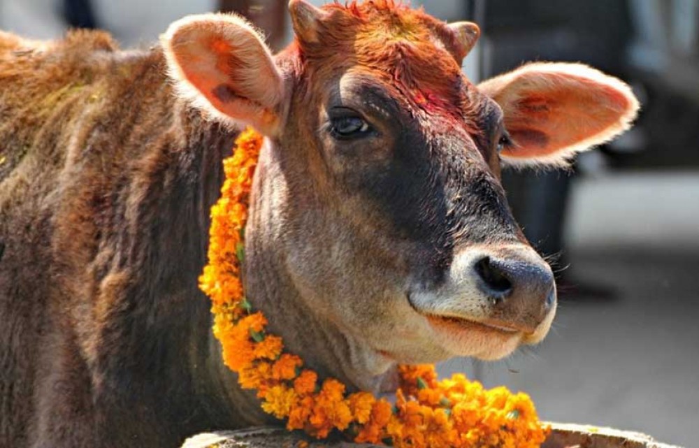 आज गाई पूजा