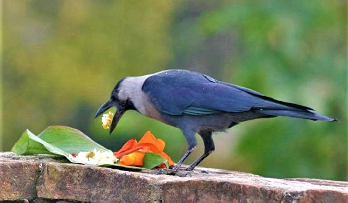 आज काग तिहार मनाइँदै