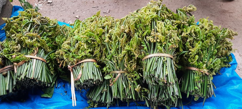 निउरो बेचेर गाउँ भित्रियो १५ लाखभन्दा बढि रकम